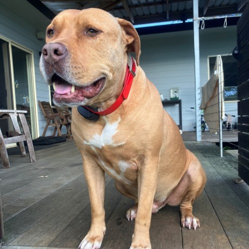 D1281 Rusty  - American Staffordshire Terrier Dog