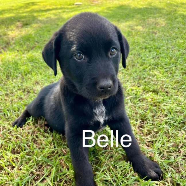 Photo of Belle 