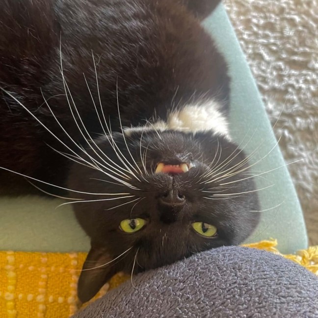 Photo of Winston