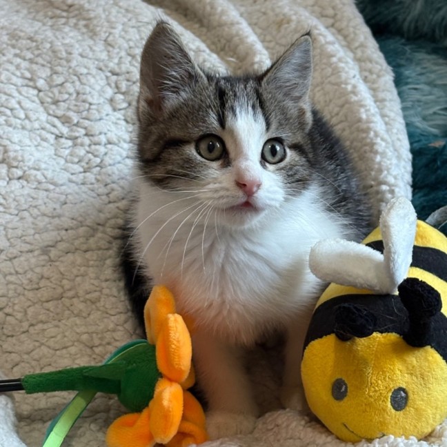 Photo of Max 🐯😻