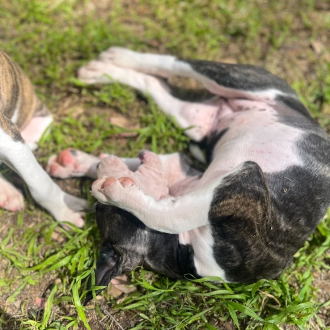 Photo of Clam Chowder