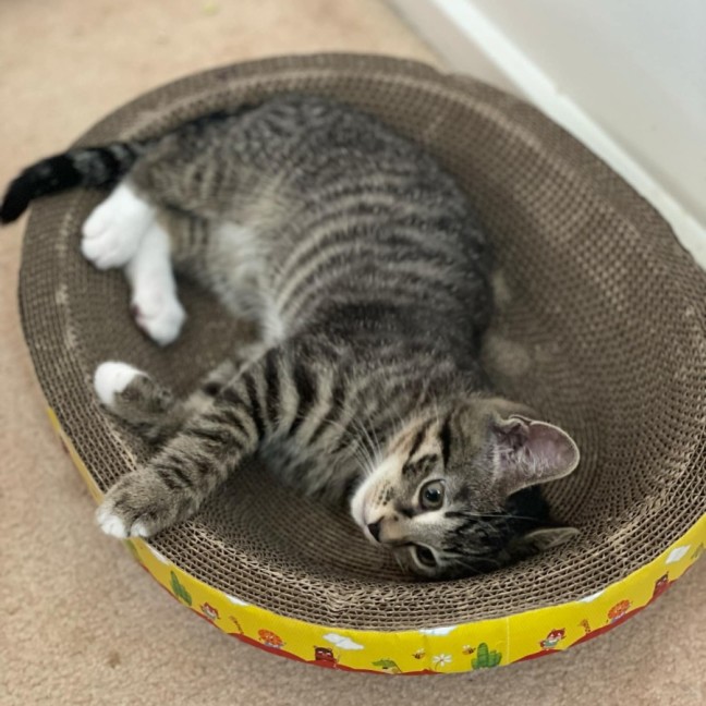 Photo of Gabriel**2nd Chance Cat Rescue**