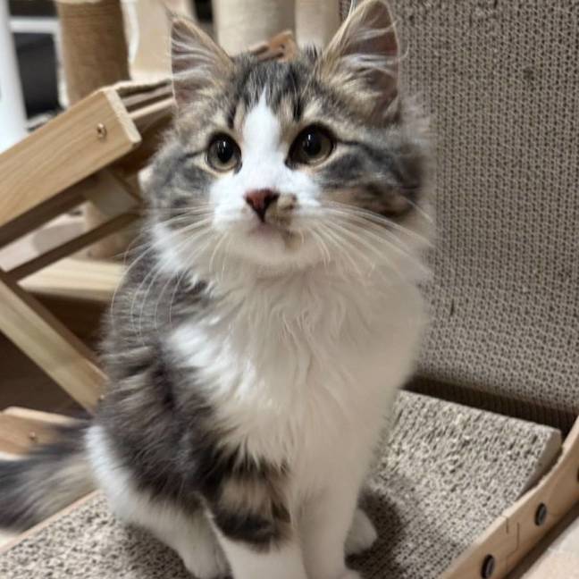 Photo of Lucy Lucifer 