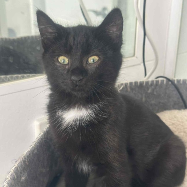 Photo of Cosmo