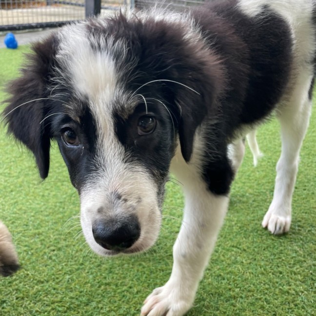 Photo of D1259 Ollie