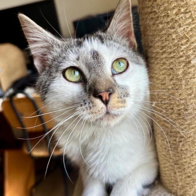 Photo of Marble