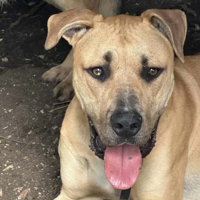 Photo of Gutsy Smurf