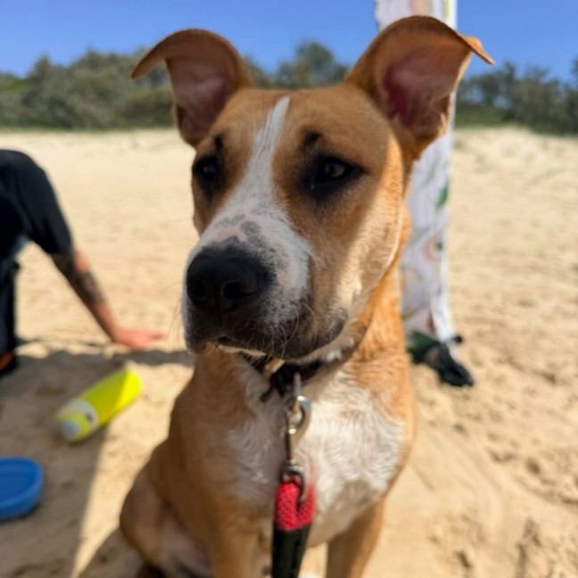 Photo of Stella