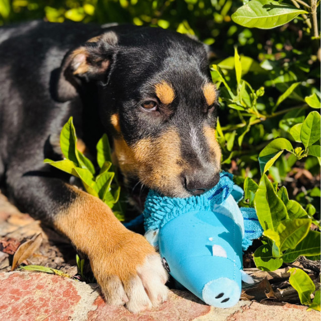 Photo of Axel