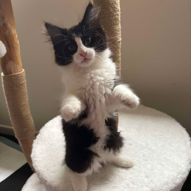 Photo of Savannah And Smokey