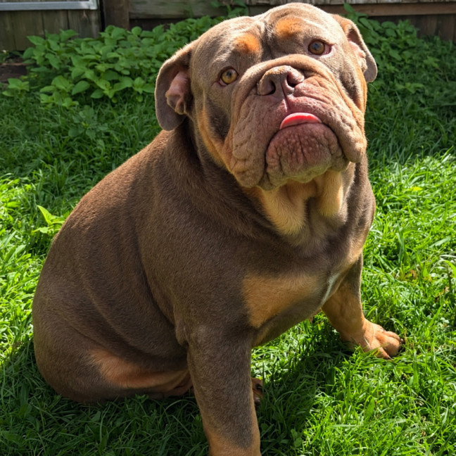 Photo of Tazzie