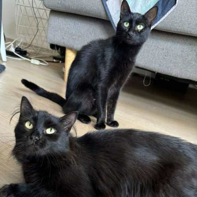 Photo of Bella And Bonnie