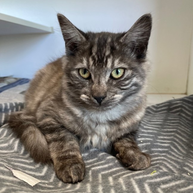 Photo of Skittles