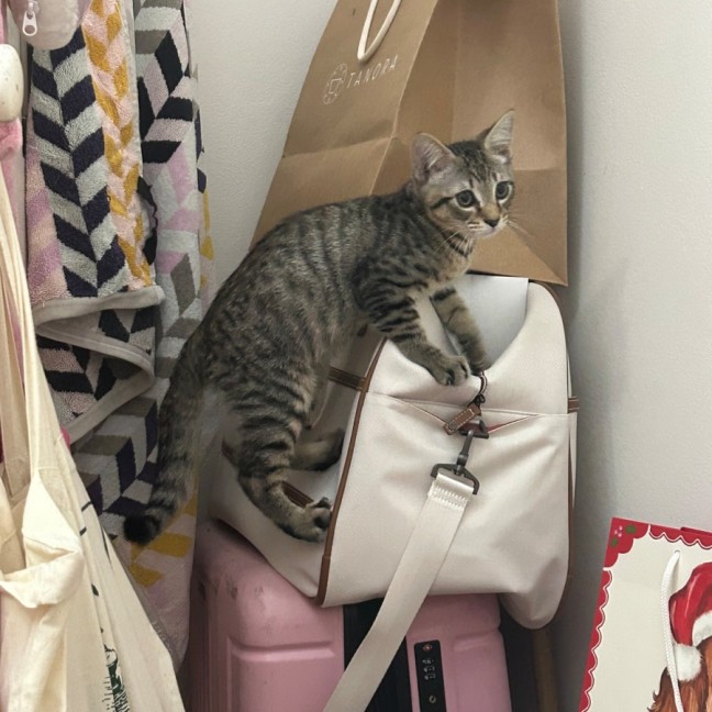 Photo of Lemon Squeezy