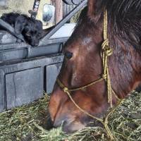 Photo of Shadow