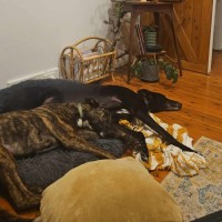 Photo of Mocha, The Greyhound