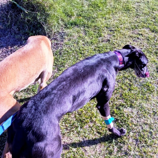 Photo of Eva, The Greyhound