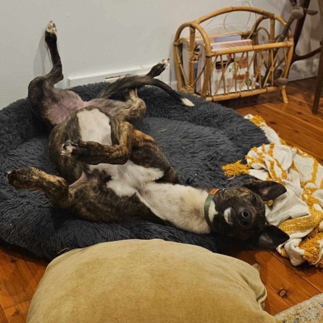 Photo of Mocha, The Greyhound