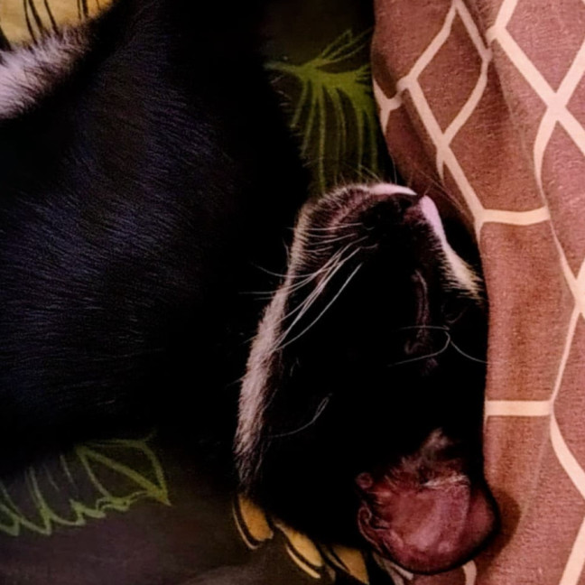 Photo of Turbo