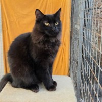 Photo of Cadbury ** 2nd Chance Cat Rescue**