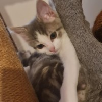 Photo of Cookies *9 Lives Project Rescue*