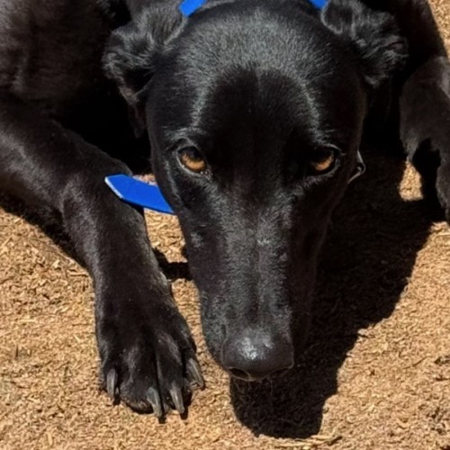 Lilly - Greyhound Dog