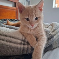 Photo of Sergeant Silvertoes