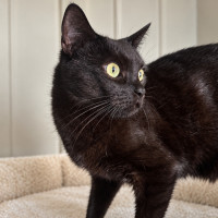Photo of Sesame