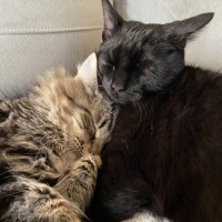 Photo of Tigger