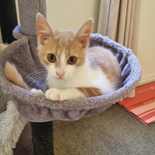 Daphne - Domestic Short Hair (DSH) Cat