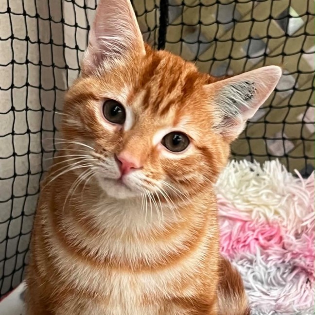 Photo of Sir Purrsalot 