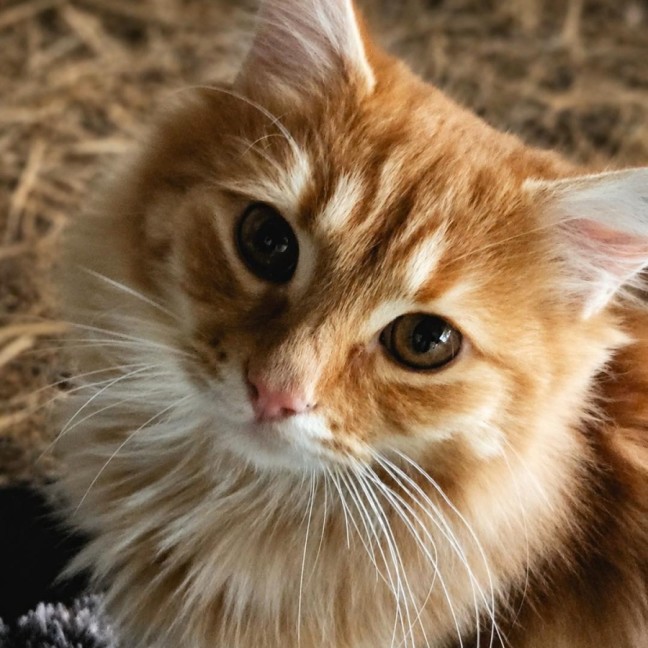 Photo of Neville 