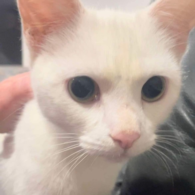 Photo of Snowy