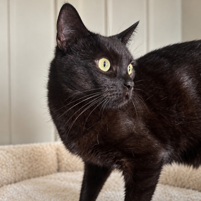 Photo of Sesame