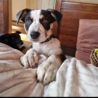 Photo of Bandit