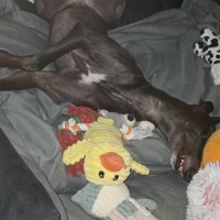 Photo of Sarah, The Greyhound