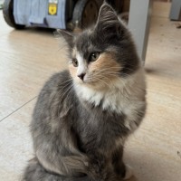 Photo of Chipmunk & Short Socks