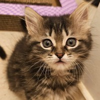 Photo of Jammy Dodger   Meet Me @ Petstock Prahran 15 Feb