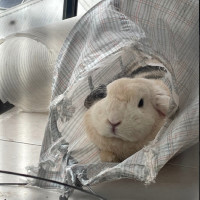 Photo of 🐰 Olive 🐰