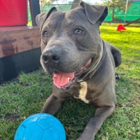 Photo of Chops 