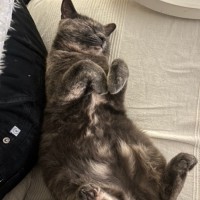 Photo of Bliss