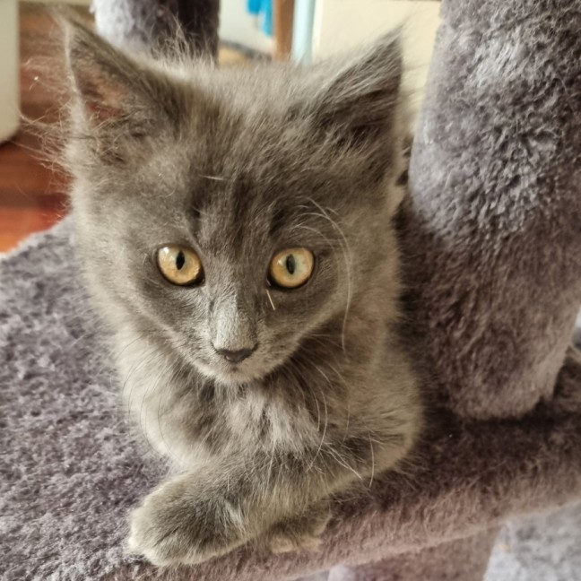 Photo of Macy 