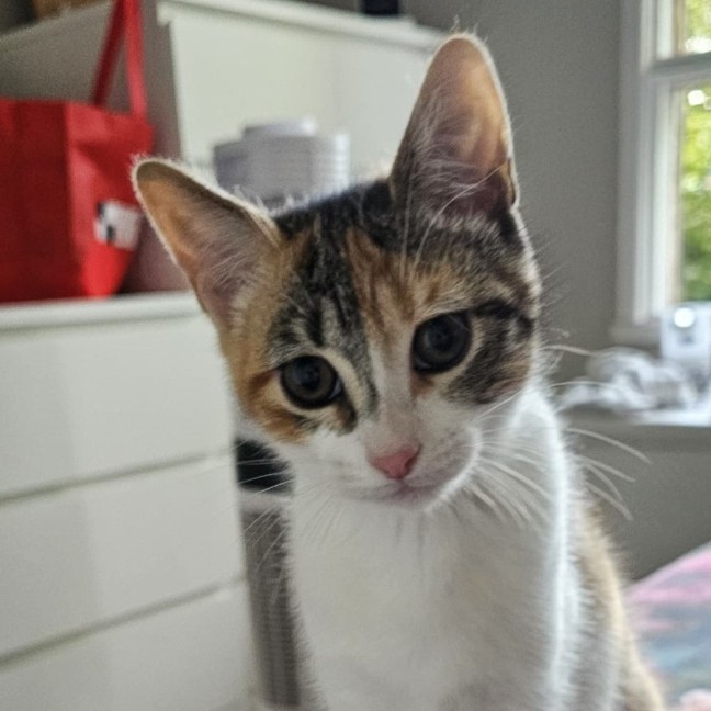 Photo of Tea Tree ^^Dandy Cat Rescue^^