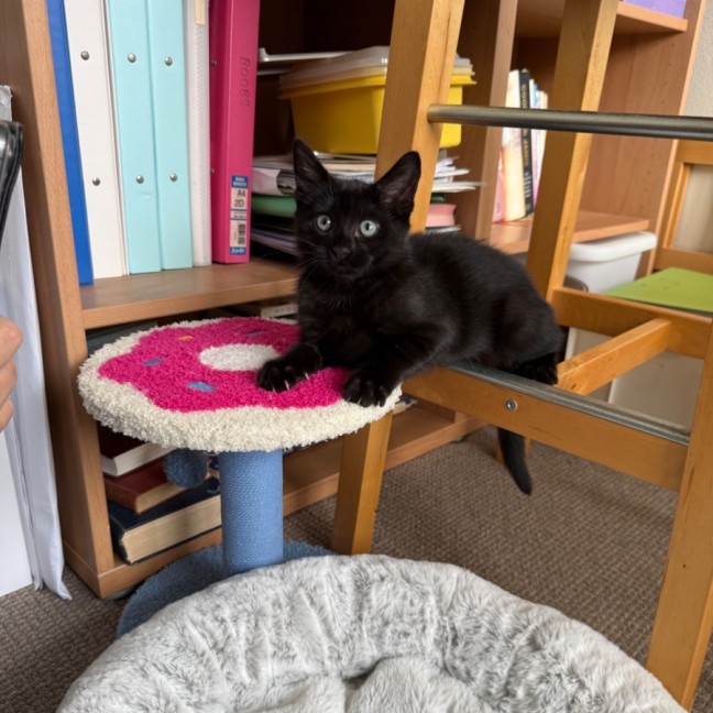 Photo of Pippin
