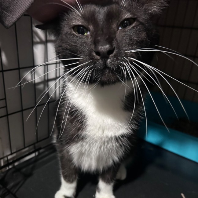 Photo of Socks 🧦 