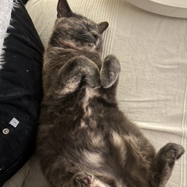 Photo of Bliss