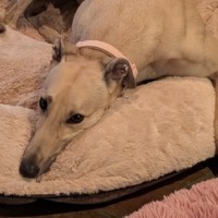 Photo of Blonde.  Nee Sharni 