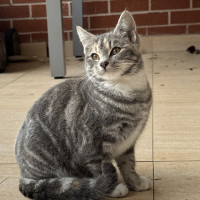 Photo of Chipmunk & Short Socks