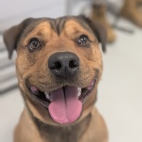 Photo of 👑 King 6259 👑