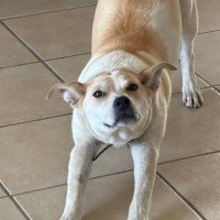 Photo of Buttercup